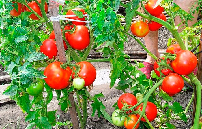 malenkijj tomat s bolshim urozhaem: opisanie sorta zagadka, agrotekhnika, otzyvy19 Маленький томат з великим урожаєм: опис сорту Загадка, агротехніка, відгуки