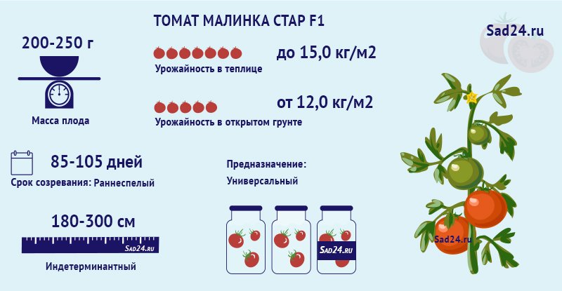malinka star: kak ukhazhivat za rannim tomatom, podrobnoe opisanie kultivacii1 Малинка Стар: як доглядати за раннім томатом, докладний опис культивації