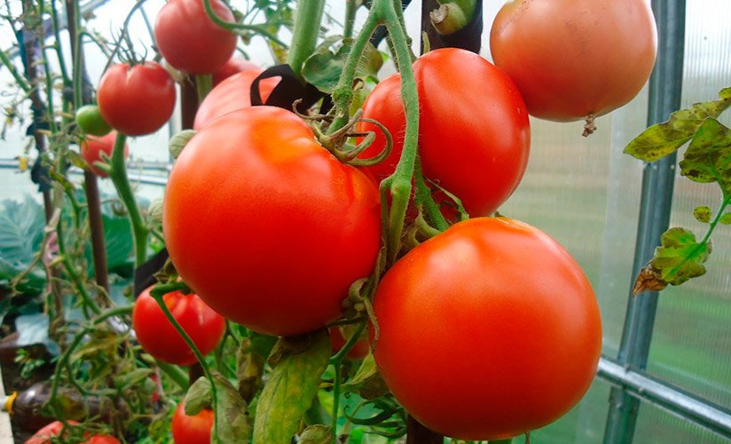 neimoverno urozhajjnyjj tomat mashenka: detalnoe opisanie, vyrashhivanie, otzyvy24 Надзвичайно урожайний томат Машенька: детальний опис, вирощування, відгуки