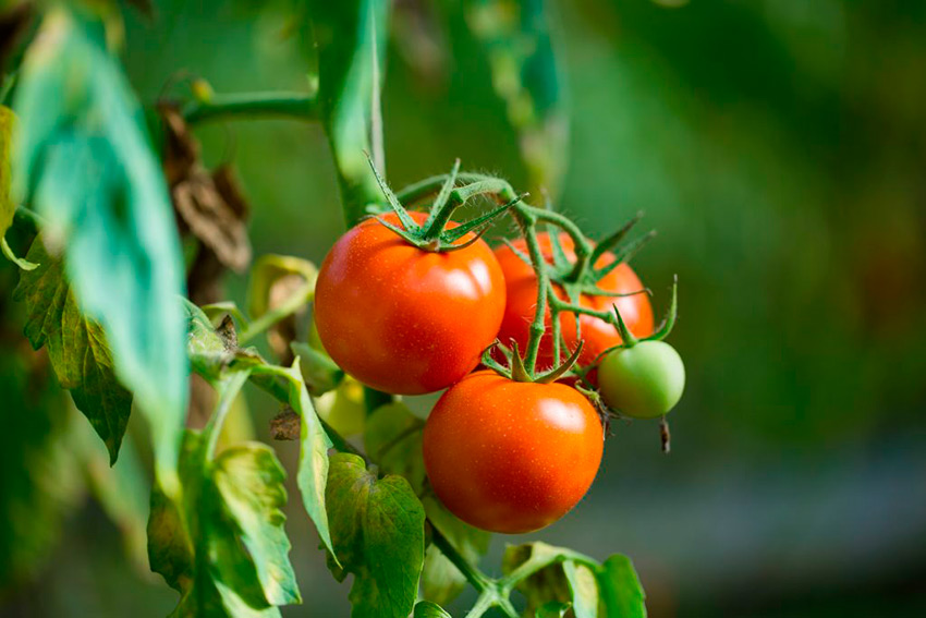 neprikhotlivyjj tomat: polnoe opisanie sorta agata56 Невибагливий томат: повне опис сорту Агата
