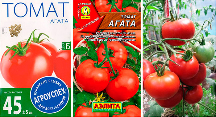 neprikhotlivyjj tomat: polnoe opisanie sorta agata57 Невибагливий томат: повне опис сорту Агата