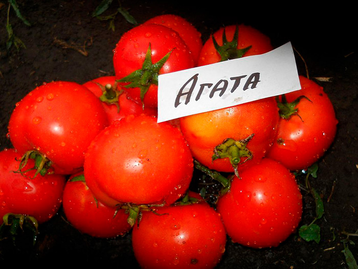 neprikhotlivyjj tomat: polnoe opisanie sorta agata58 Невибагливий томат: повне опис сорту Агата