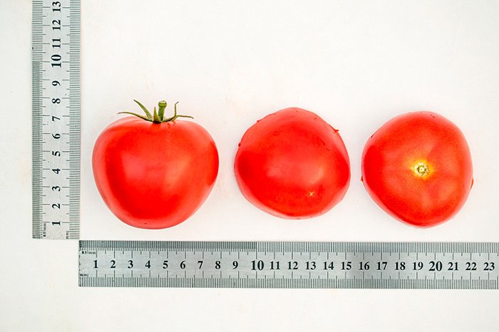 ochen rannijj i vkusnyjj tomat: opisanie gibrida verochka f1, agrotekhnika, otzyvy70 Дуже ранній і смачний томат: опис гібрида Вірочка F1, агротехніка, відгуки