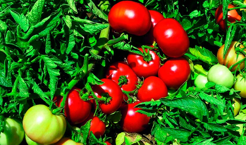 opisanie gibridnogo tomata impala f1: plyusy i minusy, otzyvy68 Опис гібридного томату Імпала F1: плюси і мінуси, відгуки
