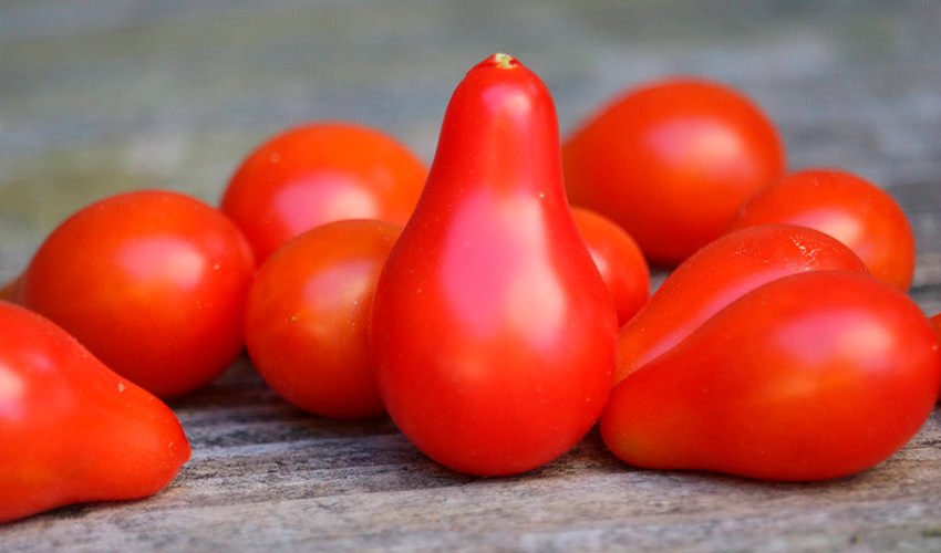 opisanie i kharakteristiki tomata sorta grusha krasnaya86 Опис і характеристики томата сорту червона Груша