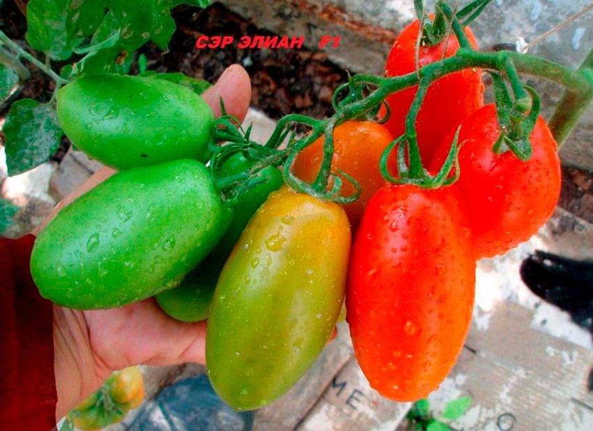 opisanie i nyuansy vyrashhivaniya tomata sehr ehlian f147 Опис і нюанси вирощування томата Сер Еліан F1