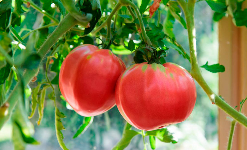 opisanie sorta malinovyjj gigant s otzyvami sadovodov o tomate26 Опис сорту Малиновий гігант з відгуками садівників про томаті