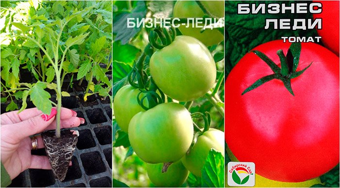 opisanie vysokourozhajjnogo tomata sorta biznes ledi86 Опис високоврожайного томата сорту Бізнес Леді