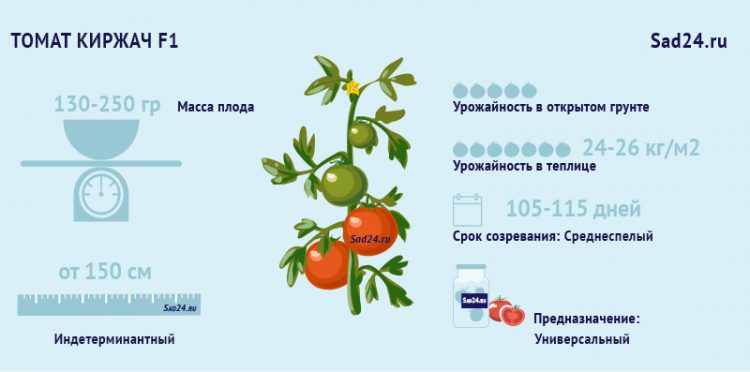 podrobnoe opisanie i kharakteristiki tomata kirzhach12 Докладний опис і характеристики томату Киржач