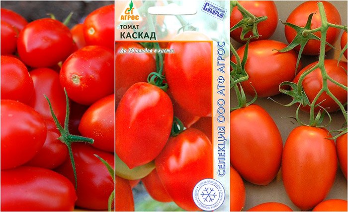 pomidory kaskad: osobennosti vyrashhivaniya, opisanie dostoinstv, otzyvy o tomate24 Помідори Каскад: особливості вирощування, опис достоїнств, відгуки про томаті