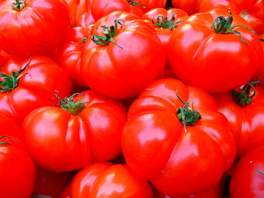 pomidory krasnoe carstvo f1: dostoinstva i nedostatki, opisanie agrotekhniki37 Помідори Червоне царство F1: переваги і недоліки, опис агротехніки