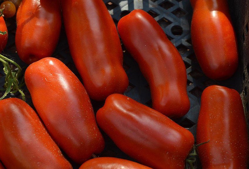 pomidory zhigalo: osobennosti, opisanie agrotekhniki, otzyvy o tomate15 Помідори Жигало: особливості, опис агротехніки, відгуки про томаті