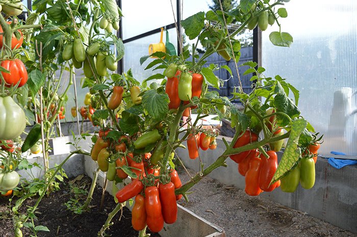 pomidory zhigalo: osobennosti, opisanie agrotekhniki, otzyvy o tomate16 Помідори Жигало: особливості, опис агротехніки, відгуки про томаті