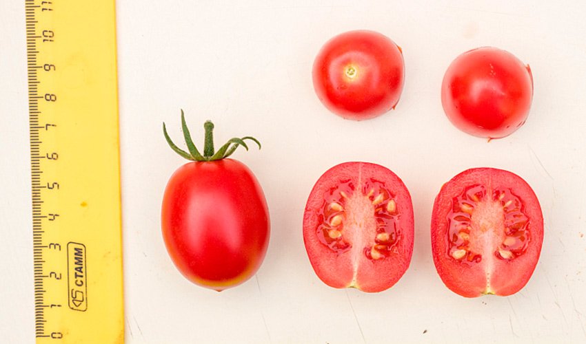 produktivnyjj tomat s yarkimi grozdyami: opisanie gibrida cherri zemledelec f1 Продуктивний томат з яскравими гронами: опис гібрида Черрі хлібороб F1