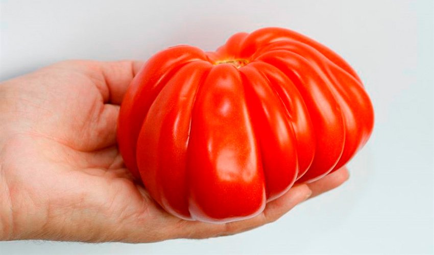 rebristyjj tomat rugantino f1: kharakteristiki, opisanie, otzyvy4 Ребристий томат Ругантино F1: характеристики, опис, відгуки