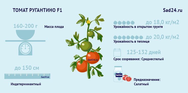 rebristyjj tomat rugantino f1: kharakteristiki, opisanie, otzyvy5 Ребристий томат Ругантино F1: характеристики, опис, відгуки