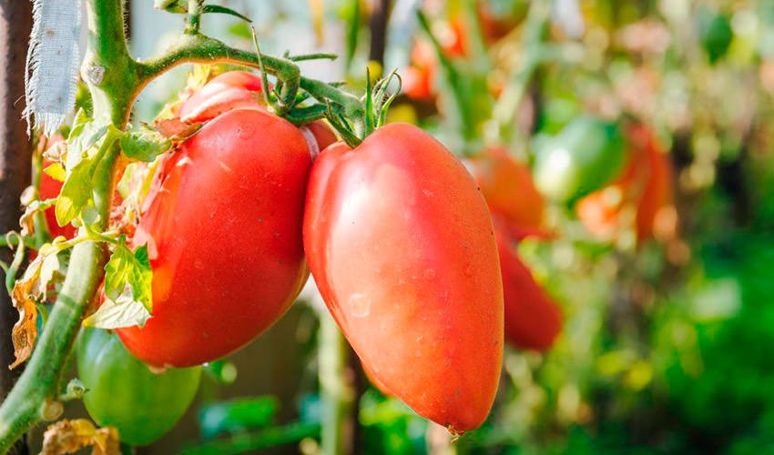 rozovaya stella – polnoe opisanie ukhoda za sibirskim tomatom6 Рожева стелла – повний опис догляду за сибірським томатом