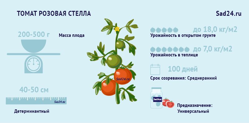 rozovaya stella – polnoe opisanie ukhoda za sibirskim tomatom7 Рожева стелла – повний опис догляду за сибірським томатом