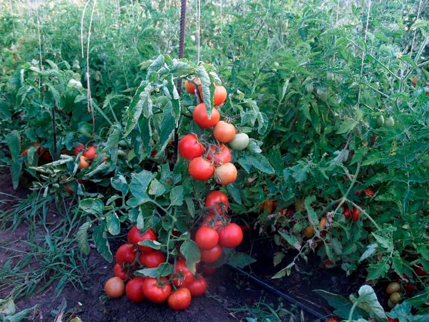 snegovik f1: universalnyjj tomat dlya ogoroda i teplicy  opisanie gibrida i rekomendacii77 Сніговик F1: універсальний томат для городу і теплиці. Опис гібрида та рекомендації