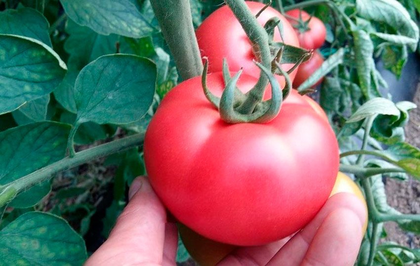 sort mamston: podrobnaya kharakteristika vysokourozhajjnogo tomata28 Сорт Мамстон: докладна характеристика високоврожайного томату