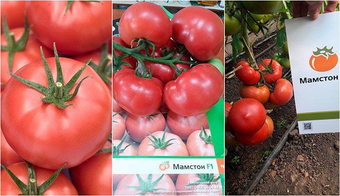 sort mamston: podrobnaya kharakteristika vysokourozhajjnogo tomata29 Сорт Мамстон: докладна характеристика високоврожайного томату