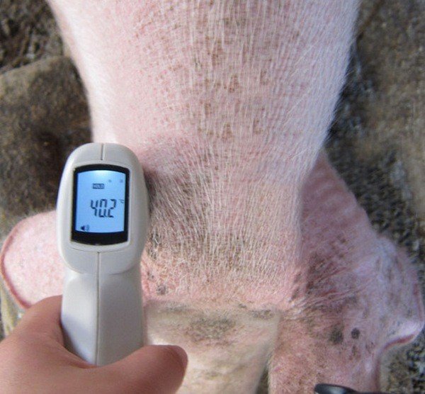 temperatura u svinejj: norma temperatury u svinejj, kak ejo izmeryat  Температура у свиней: норма температури у свиней, як її вимірювати