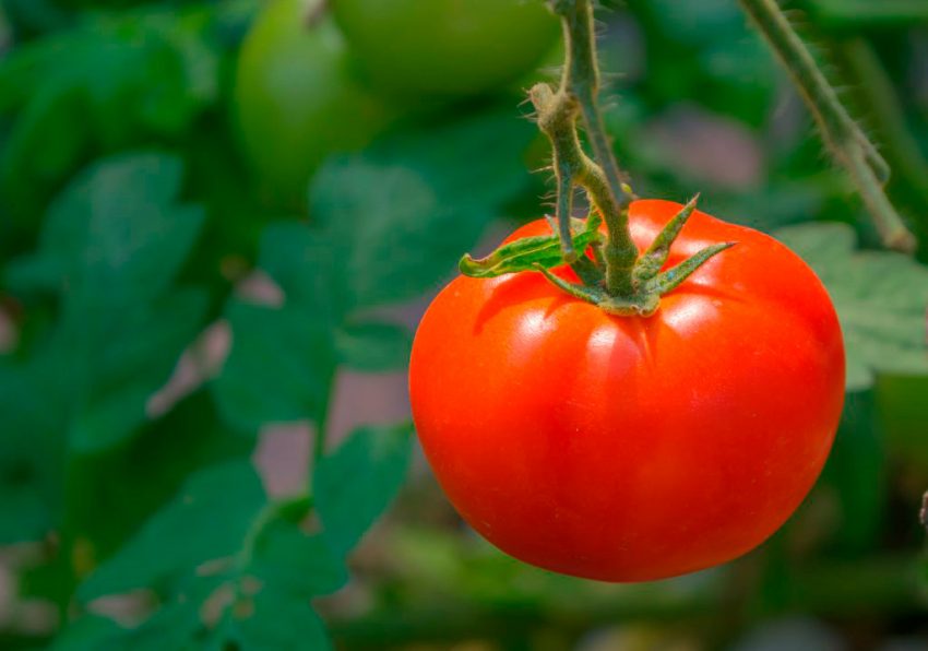 tolstushka: opisanie i osobennosti vyrashhivaniya tomata45 Товстуха: опис і особливості вирощування томата