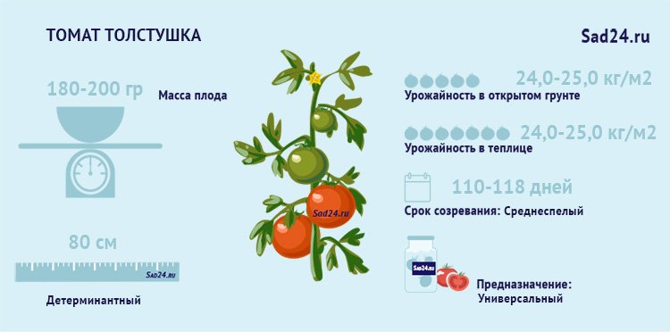 tolstushka: opisanie i osobennosti vyrashhivaniya tomata46 Товстуха: опис і особливості вирощування томата