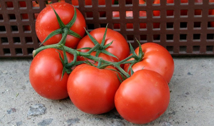 tomat azov f1: podrobnoe opisanie neprikhotlivogo gibrida, agrotekhnika, otzyvy72 Томат Азов F1: докладний опис невибагливого гібрида, агротехніка, відгуки