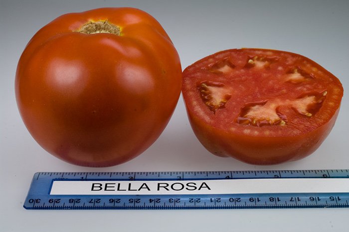 tomat bella rosa – neprikhotlivyjj yaponec dlya nachinayushhikh36 Томат Белла Роса – невибагливий «японець» для початківців