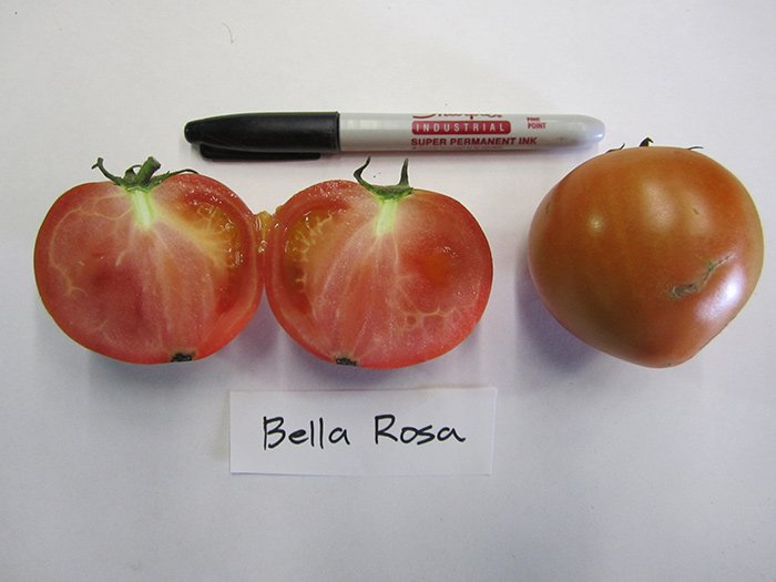 tomat bella rosa – neprikhotlivyjj yaponec dlya nachinayushhikh37 Томат Белла Роса – невибагливий «японець» для початківців