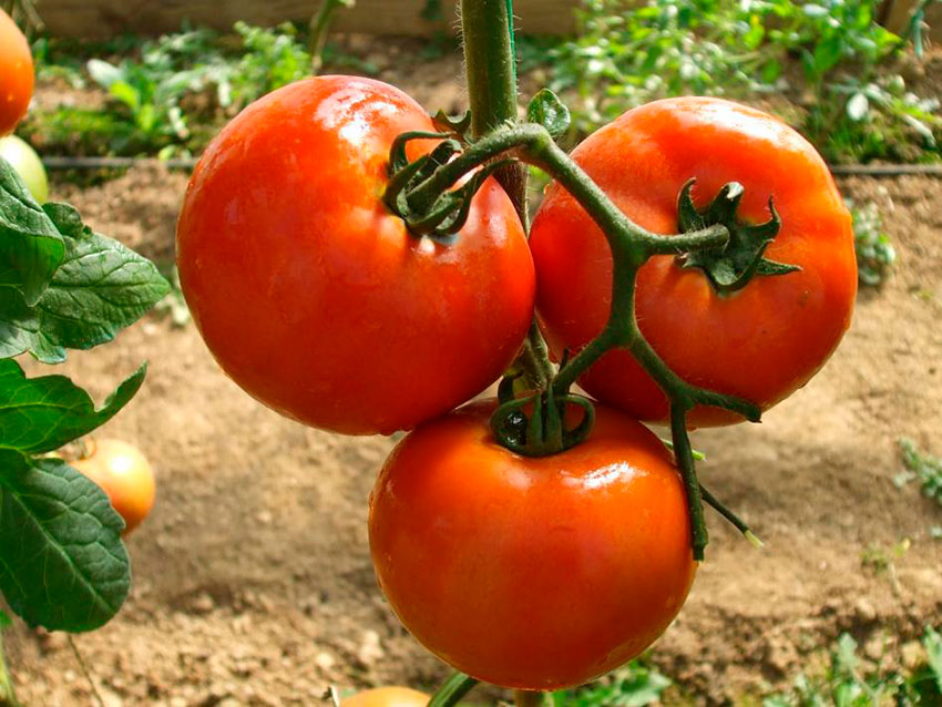tomat belle f1: opisanie, agrotekhnika, otzyvy45 Томат Беллі F1: опис, агротехніка, відгуки
