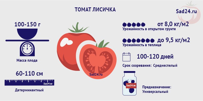 tomat dlya sadov severa  kak vyrastit lisichku, opisanie i rekomendacii11 Томат для садів півночі. Як виростити Лисичку, опис та рекомендації