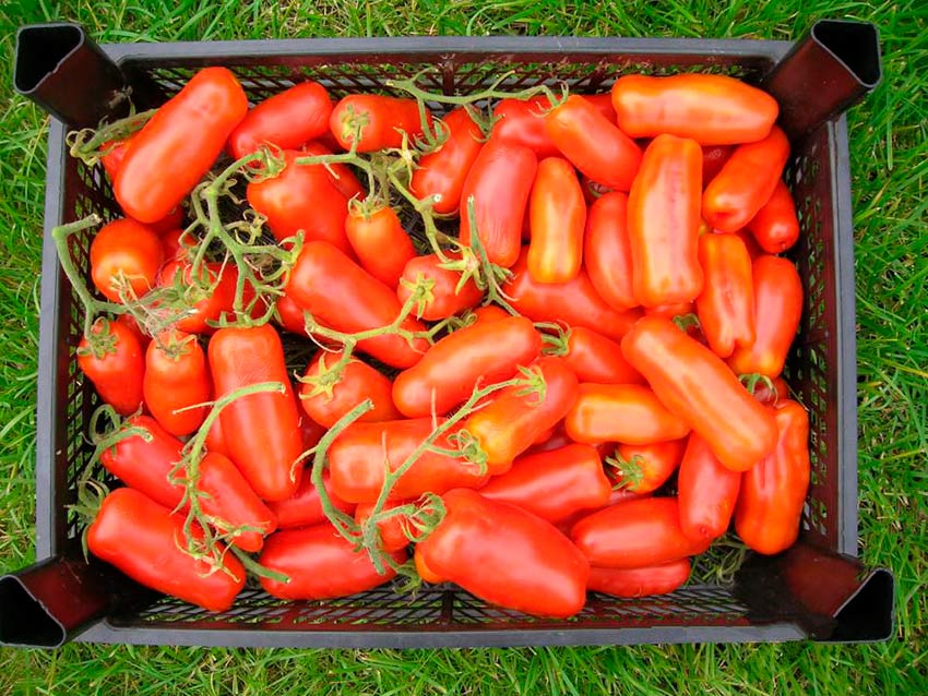 tomat drova: agrotekhnika, opisanie sorta, otzyvy107 Томат Дрова: агротехніка, опис сорту, відгуки