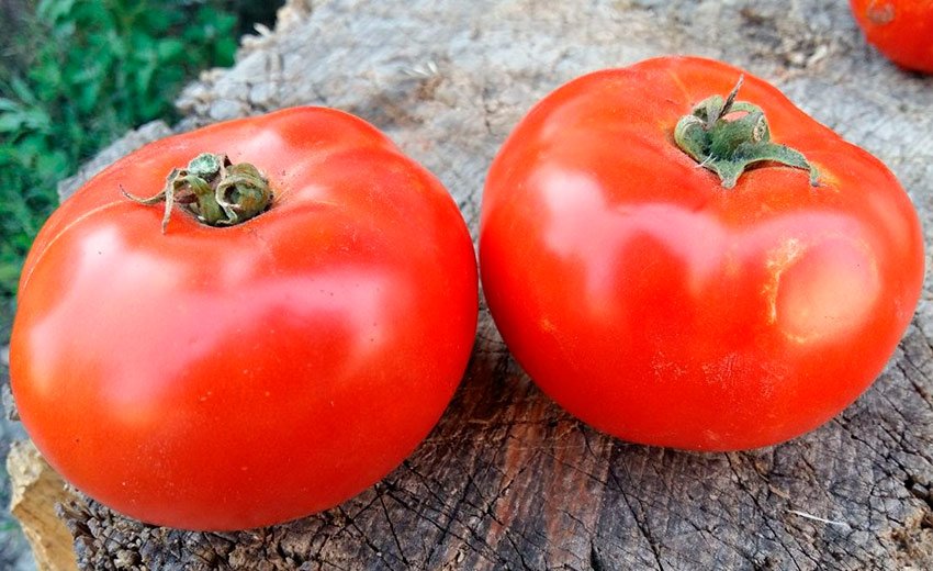 tomat gibridnogo sorta argonavt f1: podrobnoe opisanie, tonkosti vyrashhivaniya3 Томат гібридного сорту Аргонавт F1: докладний опис, тонкощі вирощування