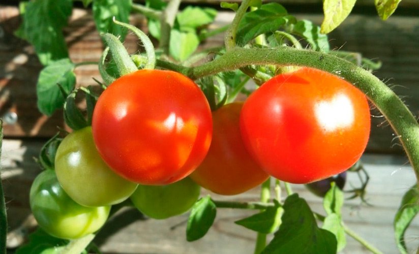 tomat gibridnyjj lezhebok f1: opisanie, kharakteristiki, otzyvy6 Томат гібридний Лежнів F1: опис, характеристики, відгуки