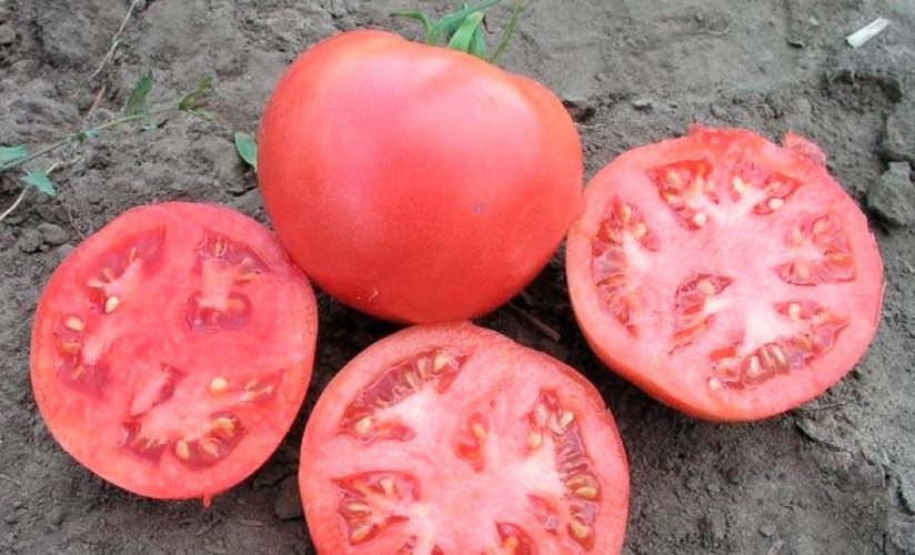 tomat gollandskijj rozaliza f1: opisanie, agrotekhnika, otzyvy2 Томат голландський Розализа F1: опис, агротехніка, відгуки
