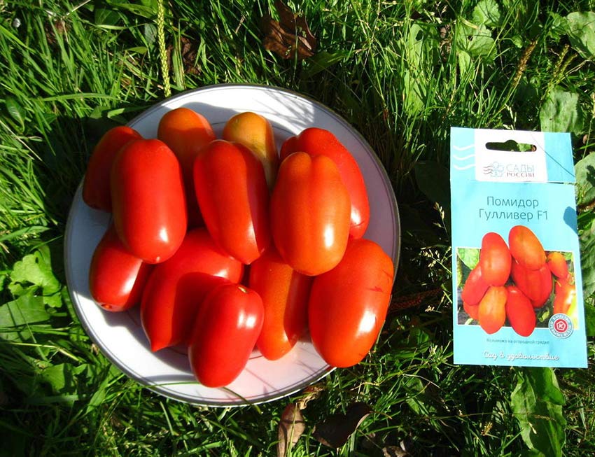 tomat gulliver – osobennosti i opisanie rannespelogo sorta94 Томат Гулівер – особливості і опис раннеспелого сорту