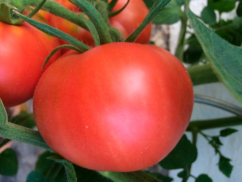 tomat ivanych f1: preimushhestva, opisanie, agrotekhnika3 Томат Іванич F1: переваги, опис, агротехніка