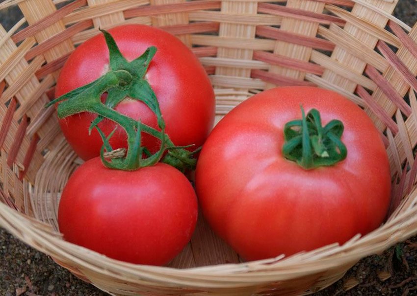 tomat kibo – osobennosti gibrida, podrobnoe opisanie, nyuansy agrotekhniki29 Томат Кібо – особливості гібриду, докладний опис, нюанси агротехніки