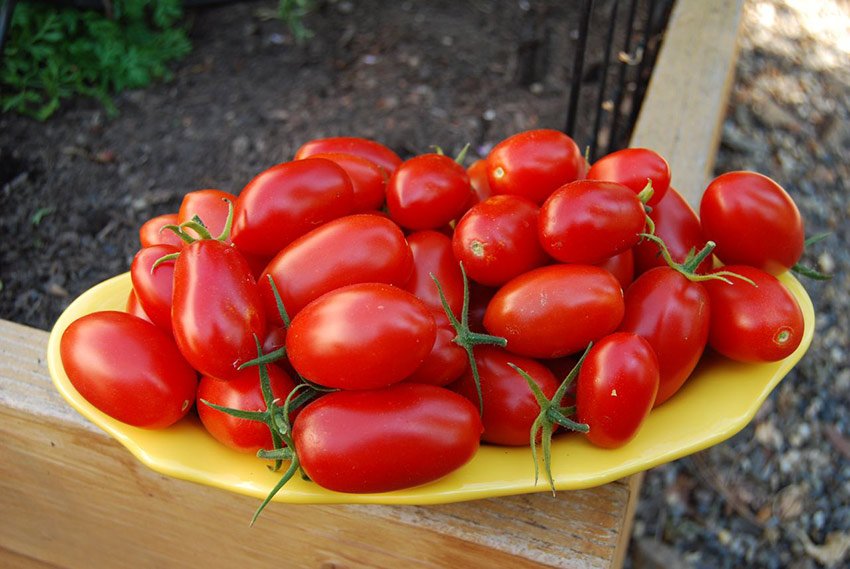 tomat marfa: podrobnoe opisanie29 Томат Марфа: детальний опис