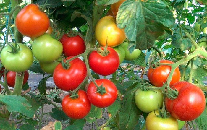 tomat marfa: podrobnoe opisanie30 Томат Марфа: детальний опис