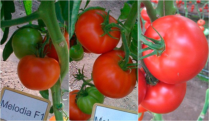tomat melodiya f1: podrobnoe opisanie i tonkosti vyrashhivaniya32 Томат Мелодія F1: докладний опис і тонкощі вирощування