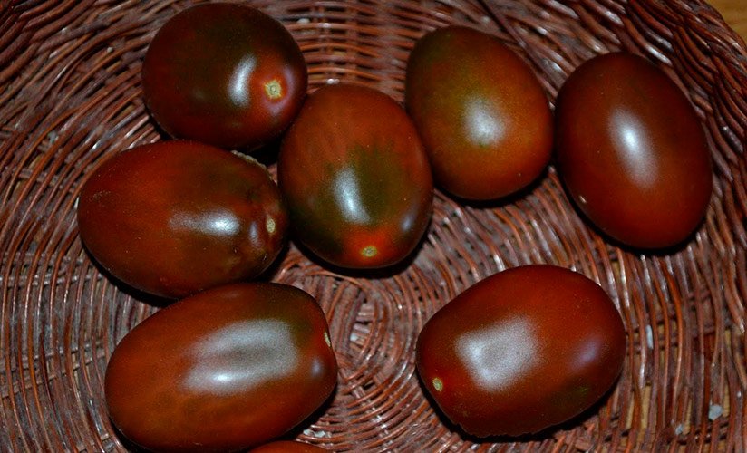tomat monisto shokoladnoe – vkusovye kachestva, podrobnoe opisanie ehffektnogo sorta44 Томат Намисто шоколадне – смакові якості, докладний опис ефектного сорту