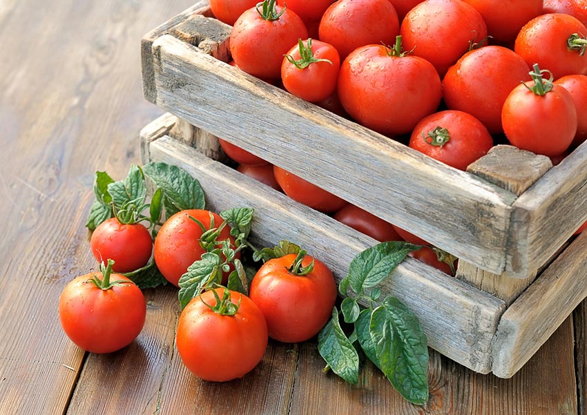 tomat pablo f1: opisanie, vyrashhivanie i otzyvy ogorodnikov35 Томат Пабло F1: опис, вирощування та відгуки городників