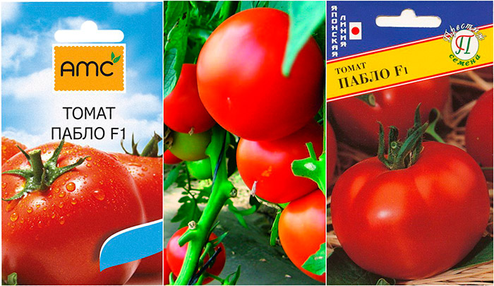 tomat pablo f1: opisanie, vyrashhivanie i otzyvy ogorodnikov36 Томат Пабло F1: опис, вирощування та відгуки городників