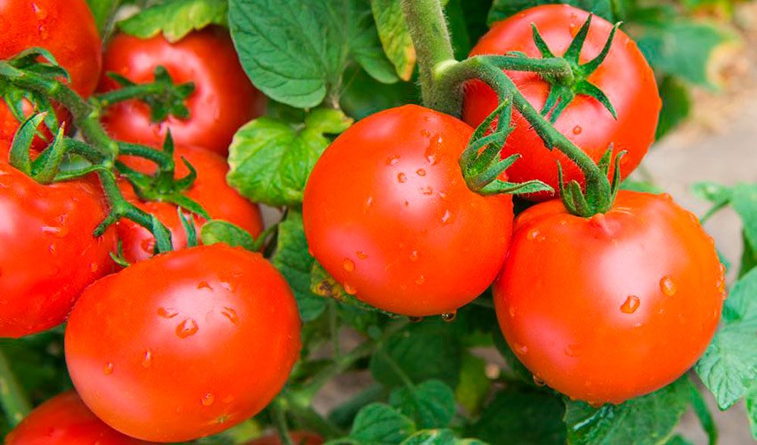 tomat sorta delikates: raznovidnosti, opisanie, otzyvy64 Томат сорти Делікатес: різновиди, опис, відгуки