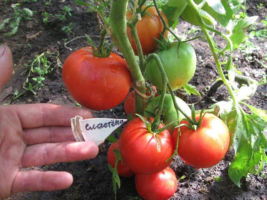 tomat sorta slastena: kharakteristiki, opisanie i nyuansy vyrashhivaniya, otzyvy53 Томат сорти Сластьона: характеристики, опис і нюанси вирощування, відгуки