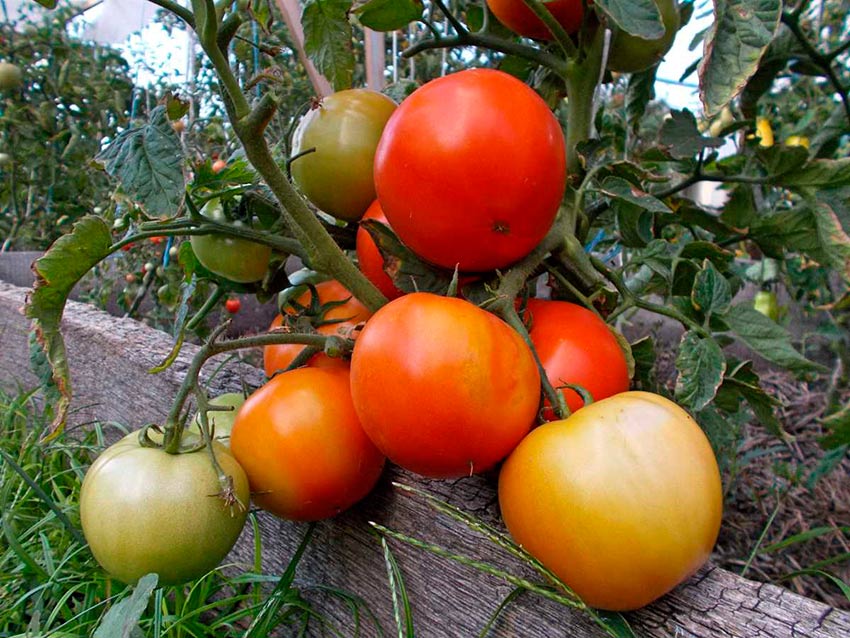 tomaty sorta boni mm: osobennosti, opisanie, otzyvy50 Томати сорту Боні ММ: особливості, опис, відгуки