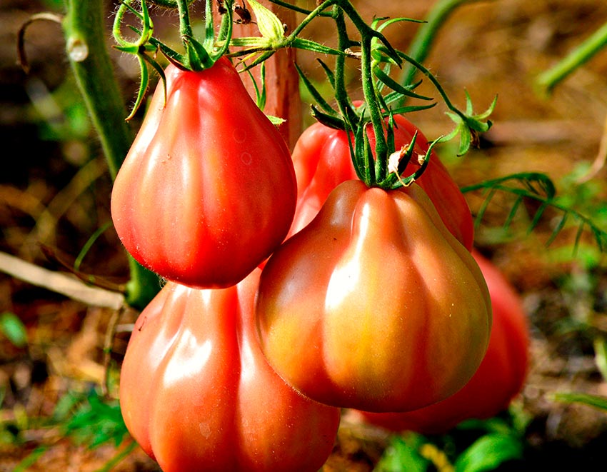 tomaty sorta inzhir: kharakteristiki, opisanie, otzyvy140 Томати сорту Інжир: характеристики, опис, відгуки